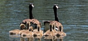 Geese Goose Family Family Goslings Water Swim