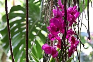 Orchid Color Pink Suspended Epiphyte Tiger Plants