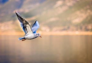 Bird Seagull Flying Wings Gull Animal