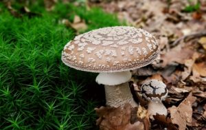 Mushroom Panther Mushroom Toxic Disc Fungus