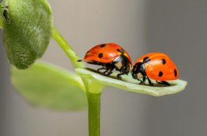 Ladybugs Ladybirds Bugs Insects Couple Love Two