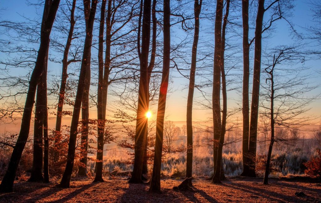 Row of trees with sun shining through the branches